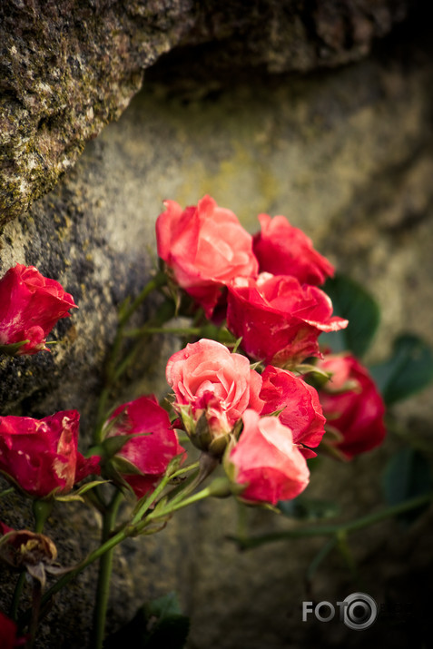 rudens rozes