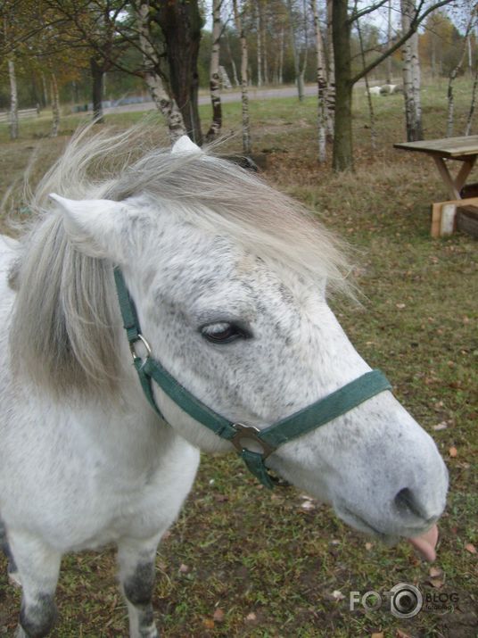 Bik no staļļa 