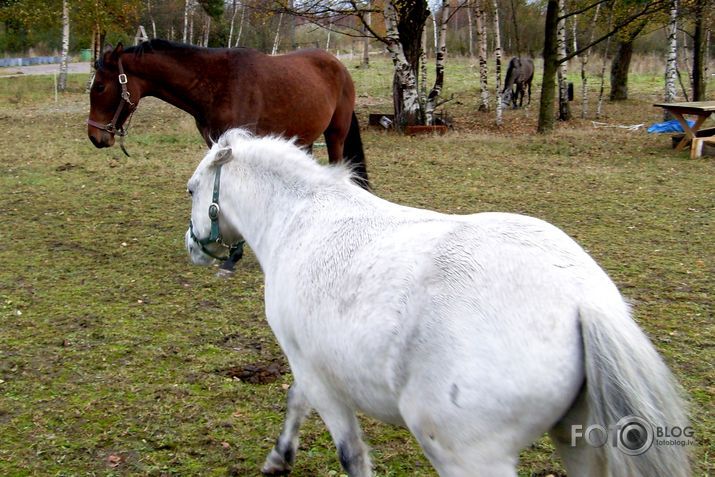 Bik no staļļa 