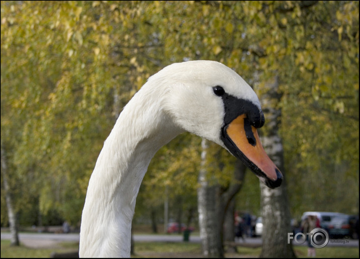 Rudens Vidzemē