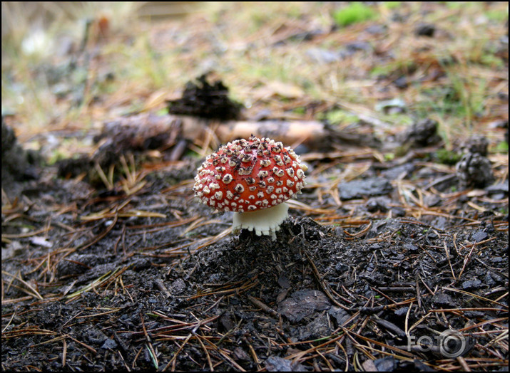 Rudens Vidzemē