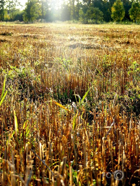 Rudens pļava