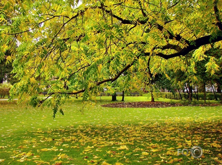 Rudens Rīgas parkos I