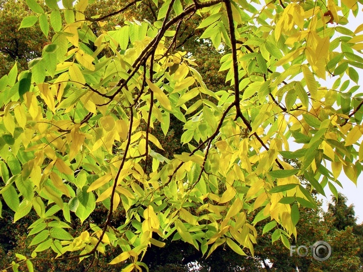 Rudens Rīgas parkos I