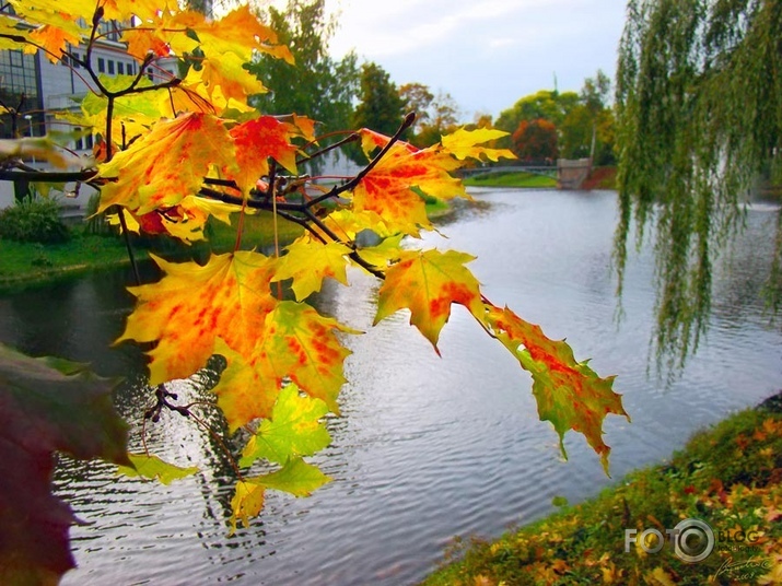 Rudens Rīgas parkos IV