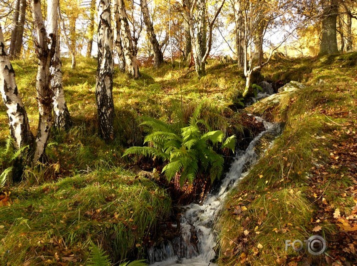 Rudens etīde #1