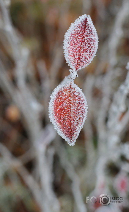 1.novembris Pildā