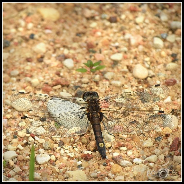 Spilgtā purvuspāre, Leucorrhinia pectoralis