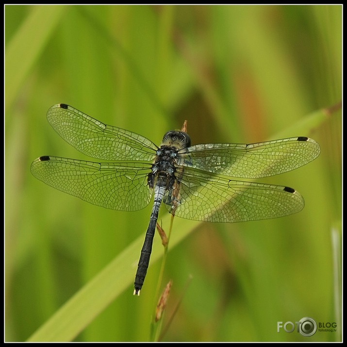 Raibgalvas purvuspāre, Leucorrhinia albifrons