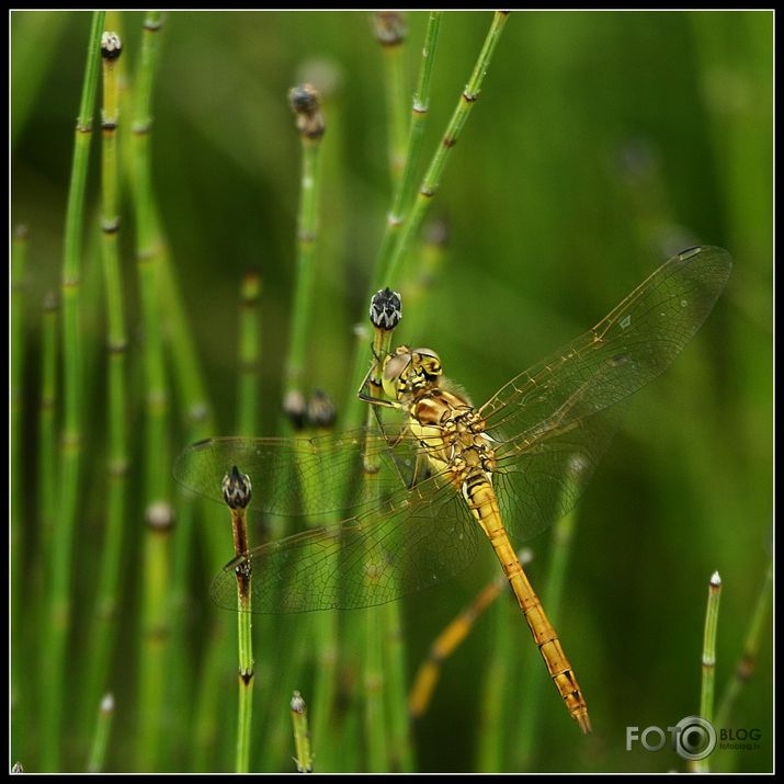 Sarkanā klajumspāre, Sympetrum sanguineum