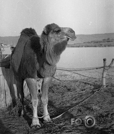 Karakums