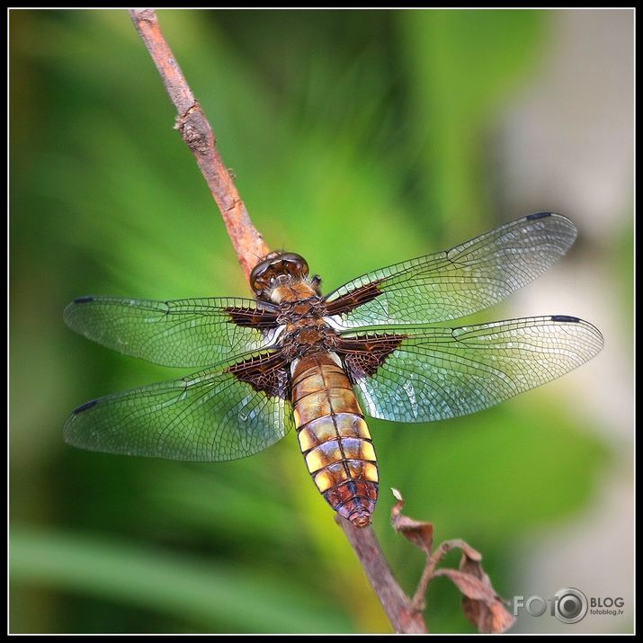 Plakanā spāre, Libellula depressa