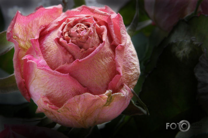 vēk nedaudz skaistuma