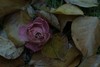 rudens roze