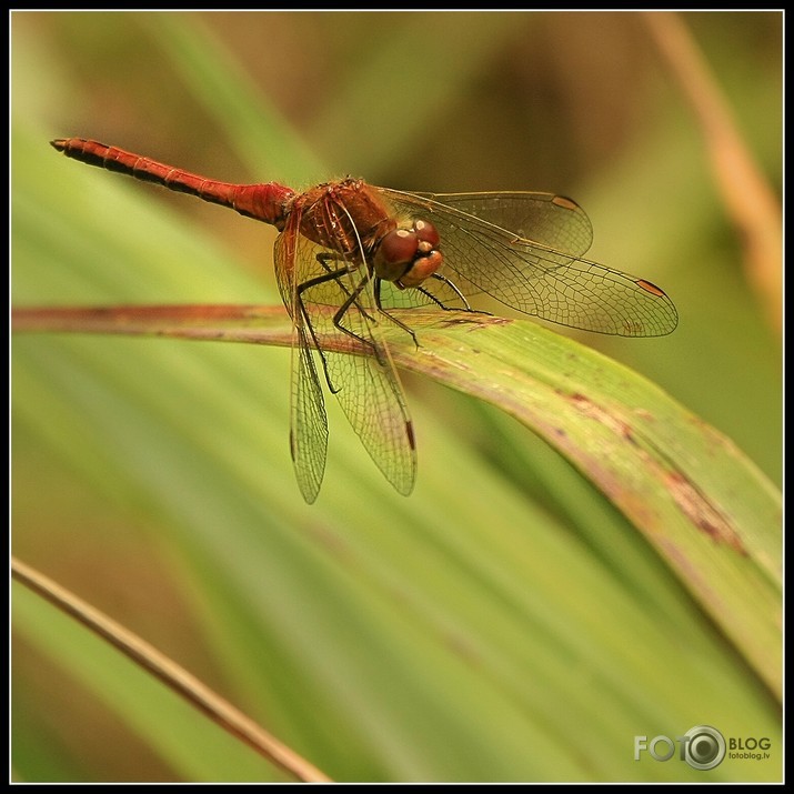 Sarkanā klajumspāre, Sympetrum sanguineum