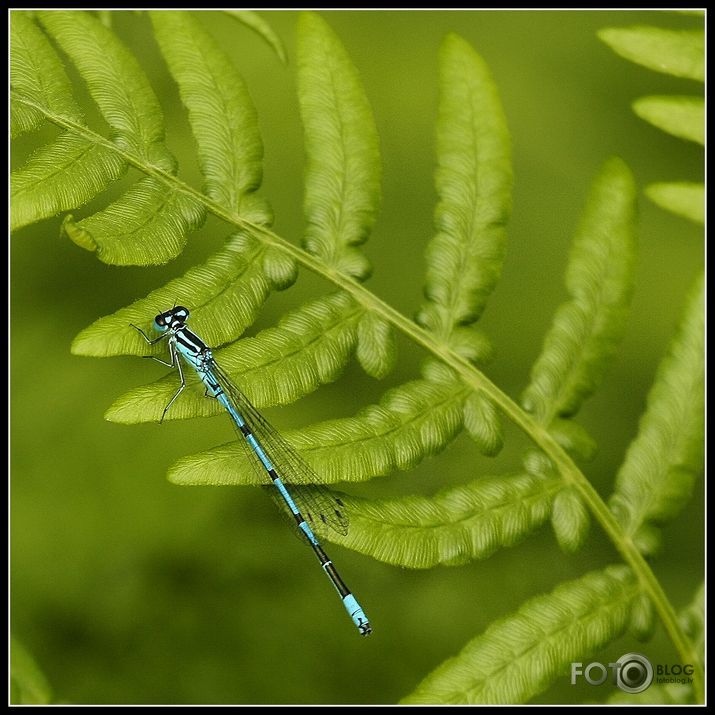 Gaišzilā krāšņspāre, Coenagrion puella