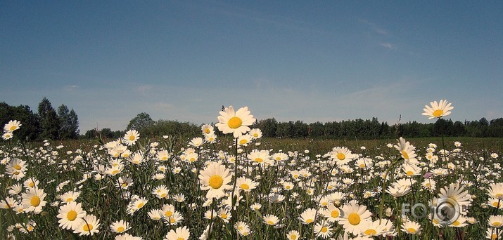 ...un ziedēja pļava