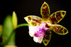 Orhid