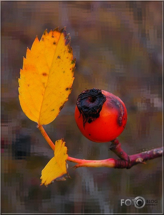 Rudens fantāzijas...