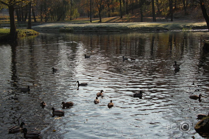 Novembris Arkādijas parkā