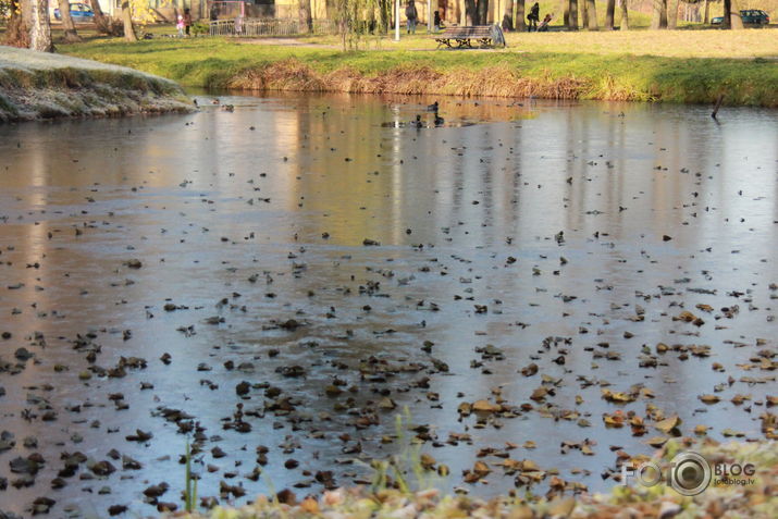 Novembris Arkādijas parkā