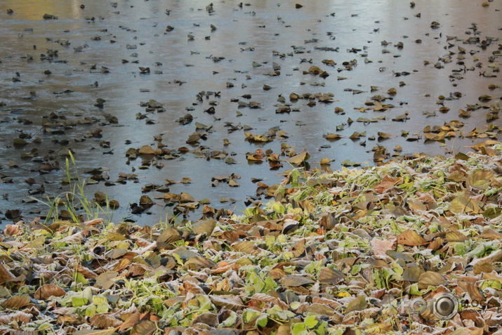 Novembris Arkādijas parkā