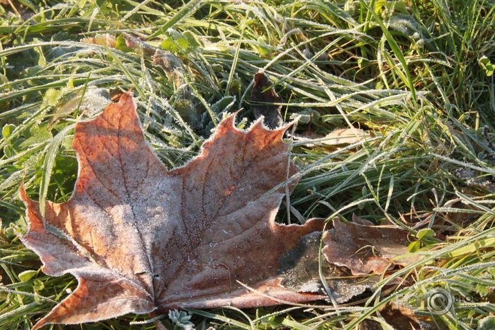 Novembris Arkādijas parkā