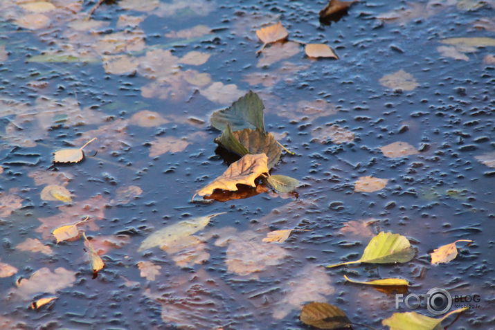 Novembris Arkādijas parkā