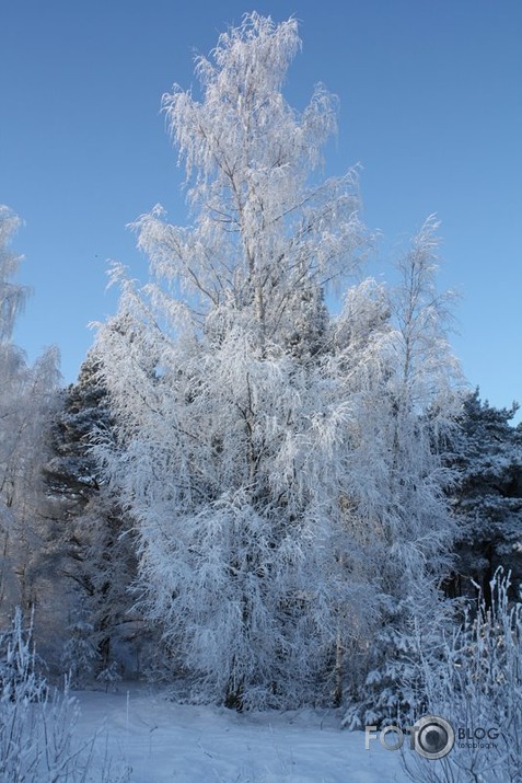 ziemas skaistums