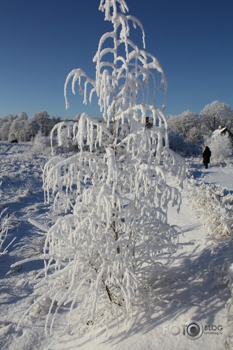 ziemas skaistums