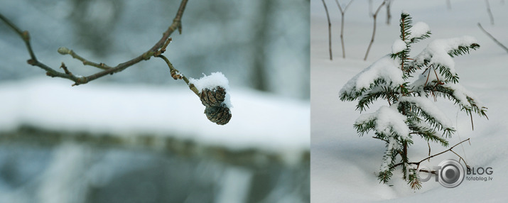 meža mazie nieciņi