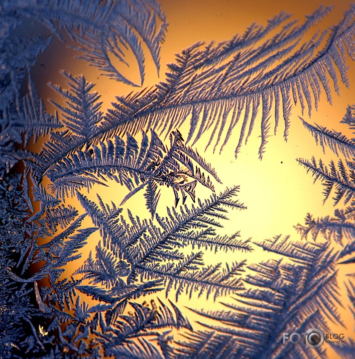 Skaistiem ziediem ziema zied