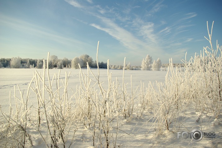 Ziemas žagariņi