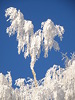 heart shaped tree