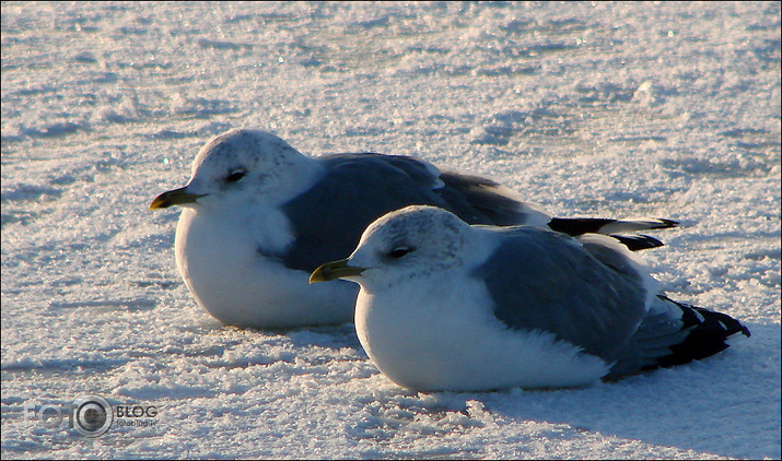 Saules peldes