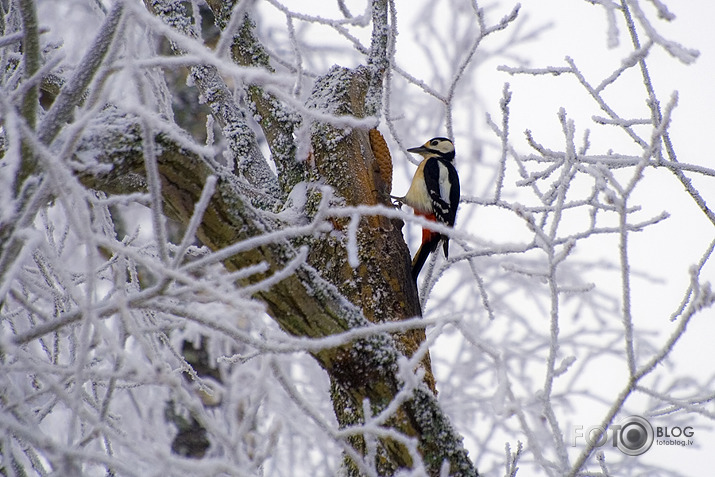 Pieķerts interesantā nodarbē