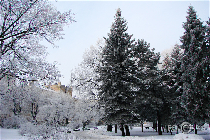 Parastais Vērmanītis