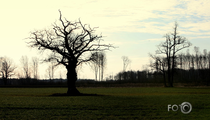 BAOBABS latviskais