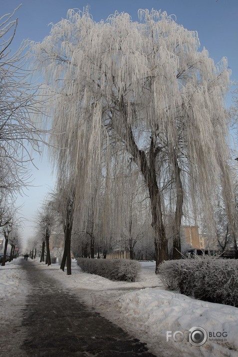 sarma Jelgavā