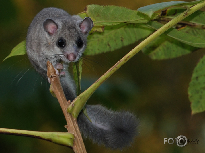 Lielais susuris (Glis glis)