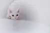 Baltā kaķīša dzirnaviņas