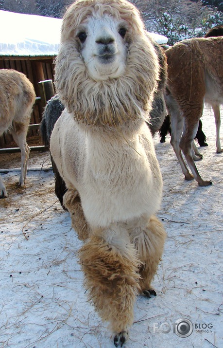 Lamas ar gaumi !! :D