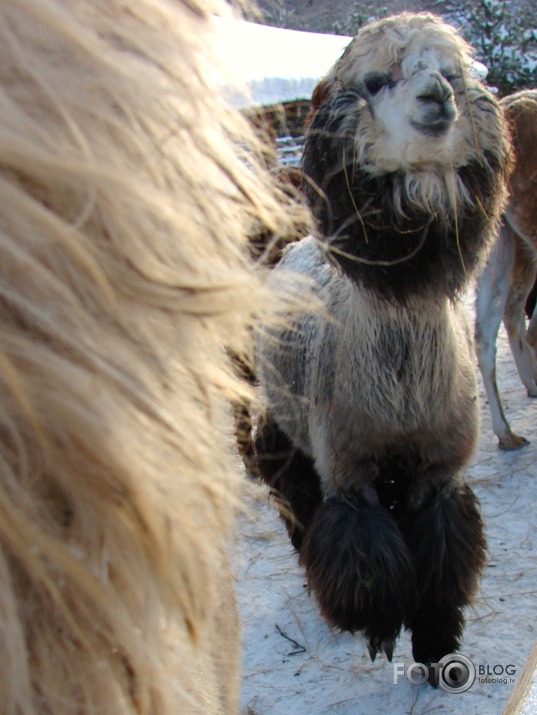 Lamas ar gaumi !! :D