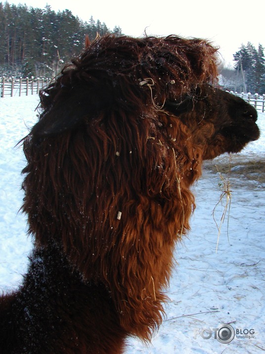 Lamas ar gaumi !! :D