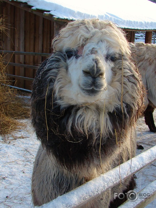 Lamas ar gaumi !! :D