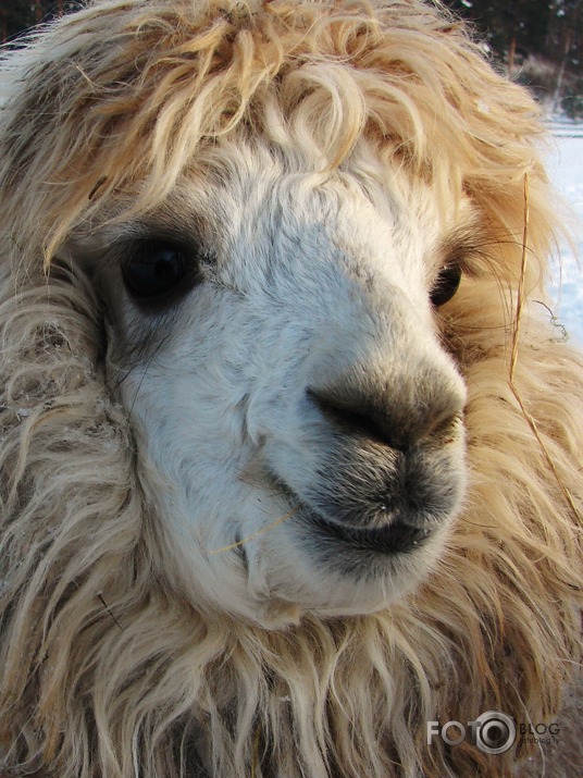 Lamas ar gaumi !! :D