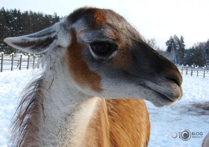 Lamas ar gaumi !! :D