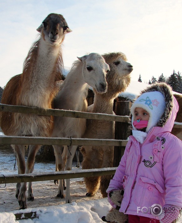 Lamas ar gaumi !! :D