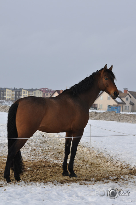 Par skaistu erzeli no Tīraines