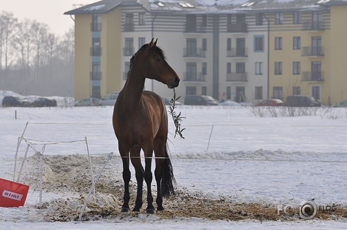 Par skaistu erzeli no Tīraines